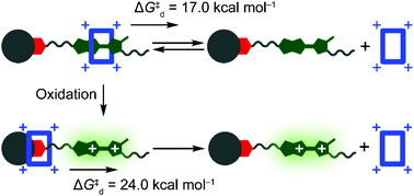 Quantifying the Barrier for the Movement of Cyclobis over a Monopyrrolotetrathiafulvalene Dication